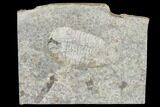 Bathyuriscus Fimbiatus Trilobite With Cheeks - Utah #114178-1